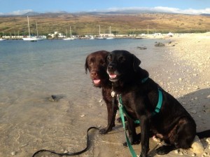 Kimo and Pepper enjoy swimming and frolicking at Kawaihae Harbor's shipping terminal and military landing site.