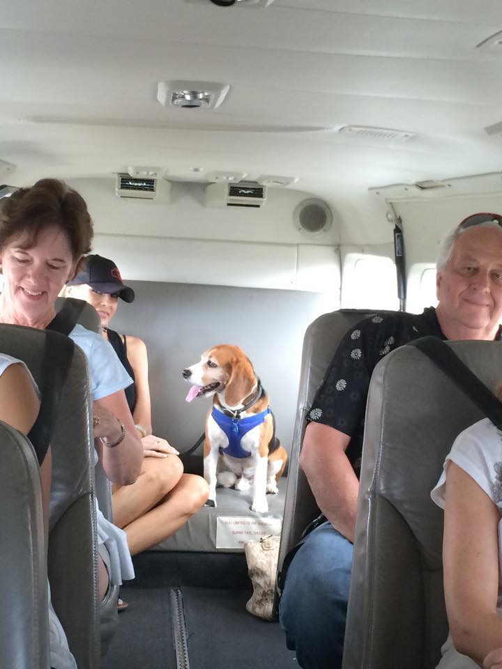 Toby the Beagle enjoys his flight on Mokulele Airlines...for free!