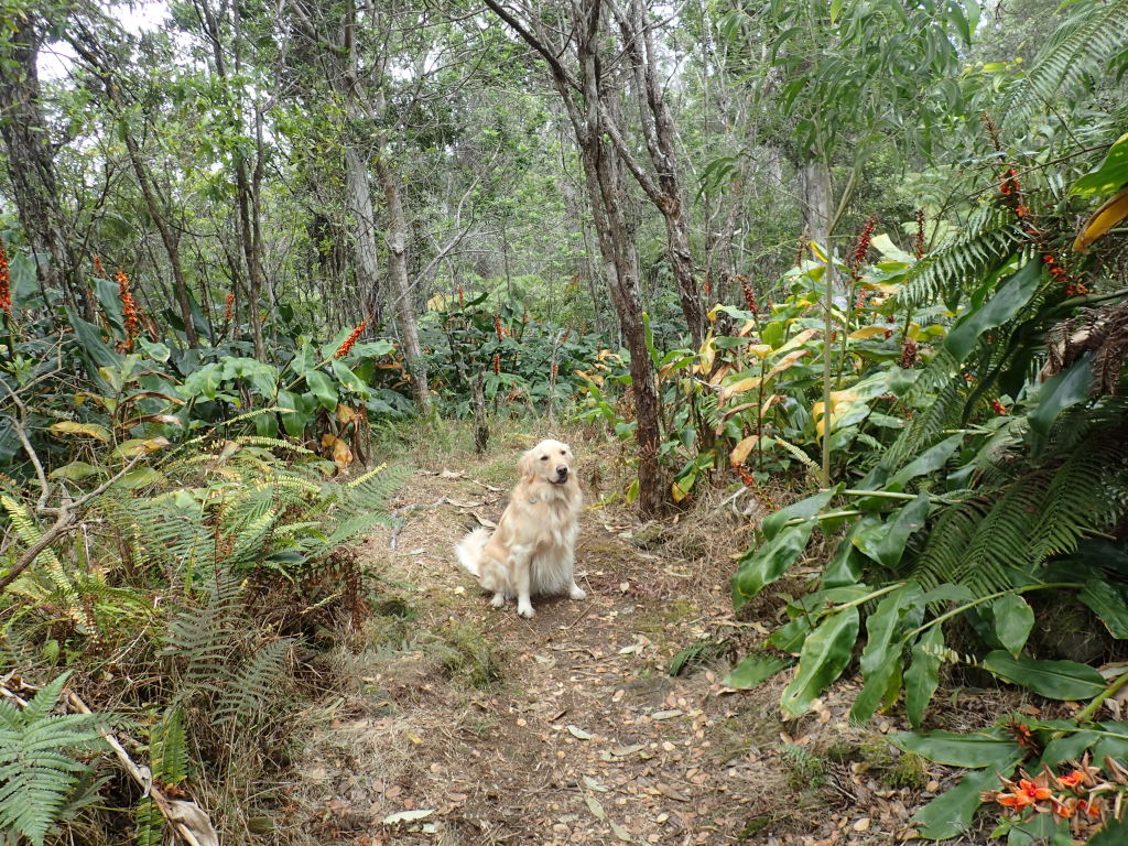 Honua’ula Forest Reserve Makaula O’oma Tract | Lava Dogs 808