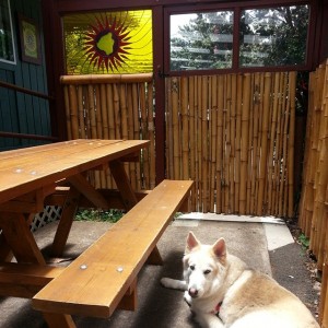 Hondo chilling on the lanai at dog-friendly Big Island Brewhaus