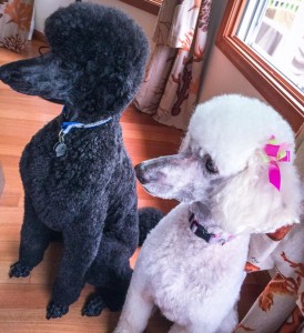 Two beautifully groomed Standard Poodle clients of Downtown Dogs