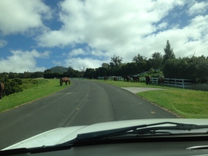 Free roaming horses and cattle...The true Hawaii Island paniolo experience!
