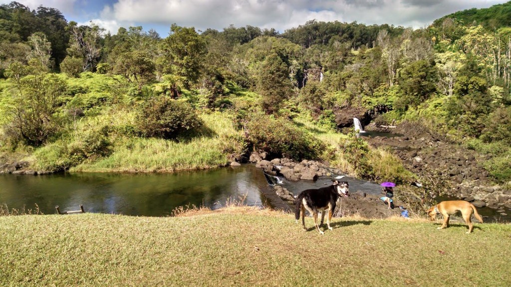 Hilo Watershed trail2